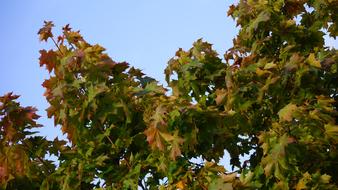 Autumn Fall Colorful Maple trees