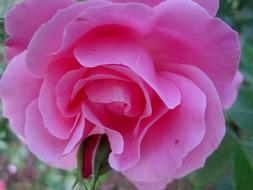 Pink Open Rose Deep
