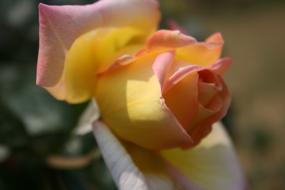 Pinky-Yellow rose in the garden in a blurred background