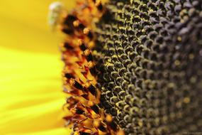 absolutely beautiful Flower macro seed