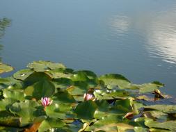 Water Lilies Lotus