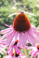 closeup photo of unusually beautiful Butterfly and Flower