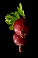 Autumn Gooseberry at dark
