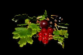 Red Currant and Black currant