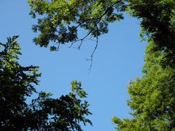 View of the beautiful green plants in light and shadows, under the blue sky