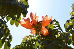 Flower Flying red