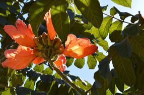 goodly Flower Flying