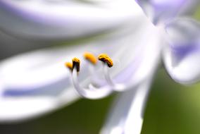 Flowers Agapanthus at Early Summer