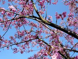 Ornamental Cherry Spring Pink tree