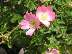 Wild Flowers Rose Orange