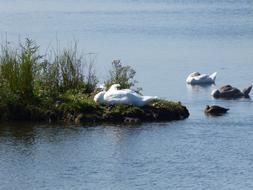 swans on the baltic sea on a sunny day