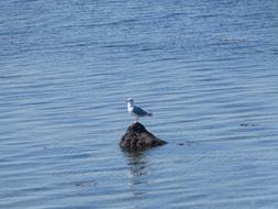 Seagull at top of small rock in sea