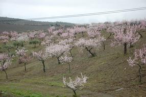 incredibly beautiful Almond Flower