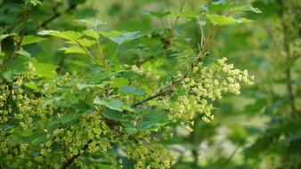 Close-up of the beautiful, green and yellow currant bush, with leaves, in the spring
