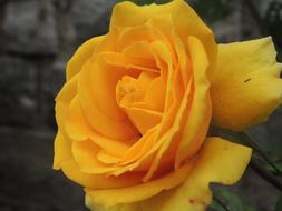 incredibly beautiful Rose Yellow Flower