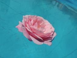 perfect Rose Water Pink