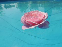 Pink Rose in Water