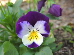 absolutely beautiful Pansy Flower Coloring