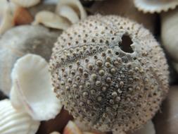Seashell Holidays