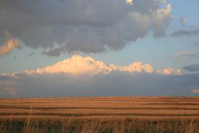 Deep ochre Field Flat Outstreched
