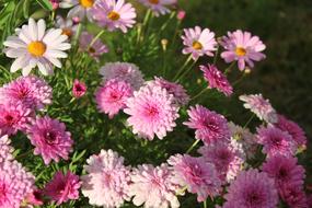 Colors Flowers Pink