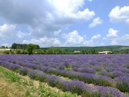lavender field in the countryside of france