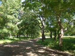 Park Trees Tracks at summer