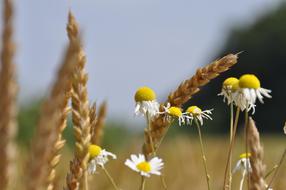 wheat and white daisies on the field