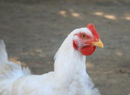 farm Chicken Hen Head