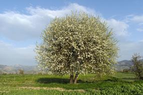 Dagbeyli Spring tree
