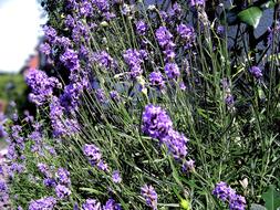 Purple Lavender Flowers