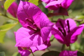 purple Blossoms of Bougainvillea close up