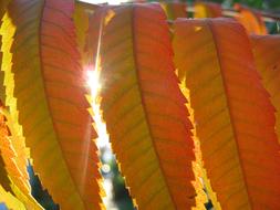 Rhus typhina, sumac Leaves at Autumn