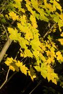 Maple Golden Light close-up