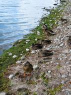 Ducks on Bank