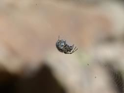 Spider Cobweb Oakleaf