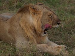 Profile portrait of the colorful and beautiful lion, laying on the colorful grass, in Tanzania, Africa