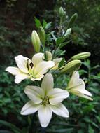 wonderful White lilly Flower