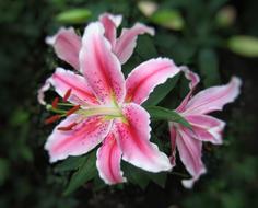 perfect Tiger Lily pink Flower