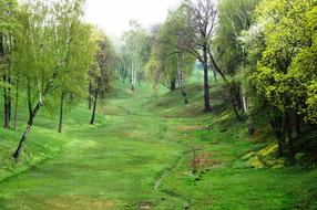 spring in a green ravine