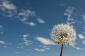 Flowers Free sky