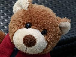 Teddy Bear Fabric