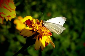 Butterfly Cabbage White Wings yellow flowers