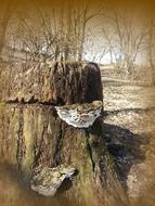 Log Tree Fungus