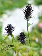 Black DevilS Claw flowers