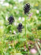 Black DevilS Blossom