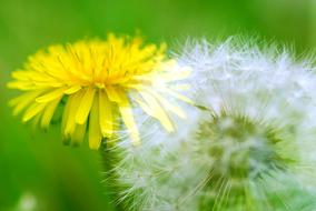 Fluffy Dandelions flowers