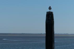 Silhouette of the pole with seagull, on the coast of Schiermonnikoog in Netherlands