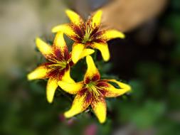 Beautiful yellow and red lily flowers