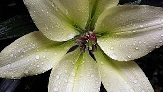 wet Lily White Flower